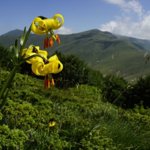 Lilium carniolicum